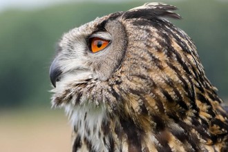 Foto: Naturwildpark Freisen