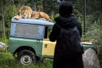 Löwe liegt auf Safari-Fahrzeug im Zoo Duisburg
